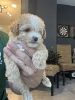 Meltipoo, a male Maltipoo for sale in Orlando, FL – 4 of 8