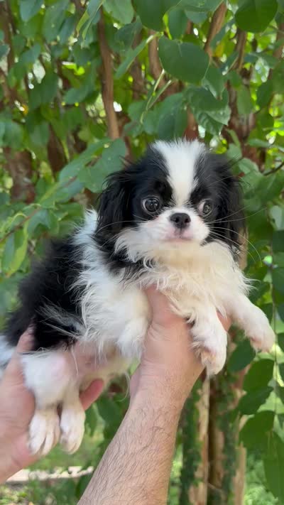 Japanese Chin, a female Japanese Chin for sale in Orlando, FL – 6 of 6