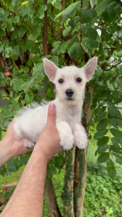 West Highland , a female West Highland White Terrier for sale in Orlando, FL – 6 of 6