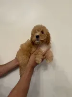 Cavapoo, a male Cavapoo for sale in Orlando, FL – 2 of 6