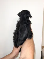 Schnauzer , a male Miniature Schnauzer for sale in Orlando, FL – 2 of 5