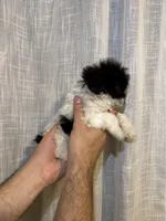 Toy Poodle , a male Poodle - Toy  for sale in Orlando, FL – 3 of 5
