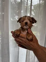Yorkshire , a female Yorkshire Terrier for sale in Orlando, FL – 3 of 6