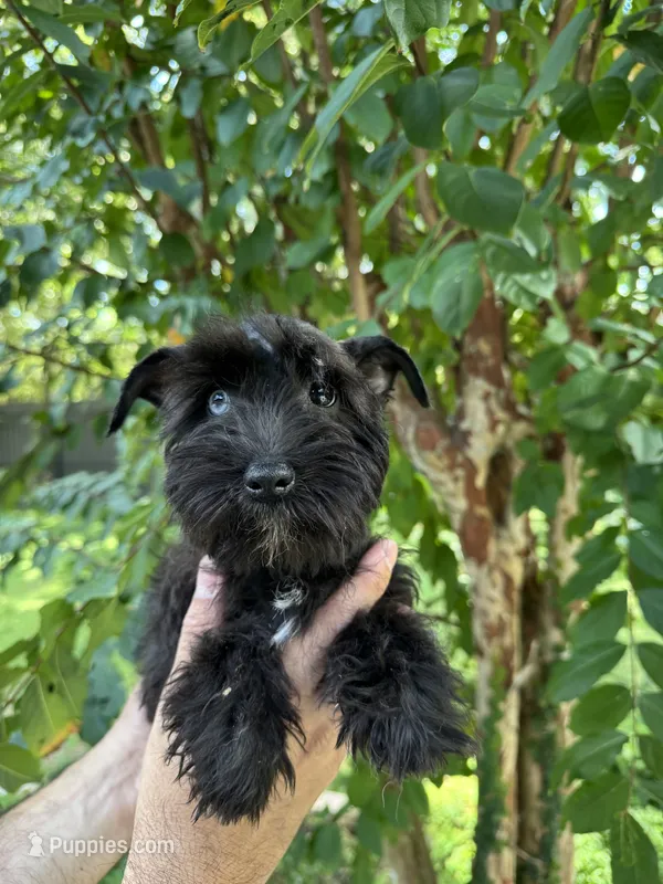 Schnauzer 4  – Miniature Schnauzer puppy for sale in Orlando, FL