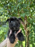Schnauzer 4 , a male Miniature Schnauzer for sale in Orlando, FL – 1 of 6