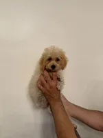 Toy Poodle , a male Poodle - Toy  for sale in Orlando, FL – 1 of 7