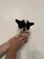 Maltipoo 3 teacup , a male Maltipoo for sale in Orlando, FL – 3 of 7