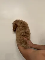 Cockapoo, a male Cockapoo for sale in Orlando, FL – 5 of 7