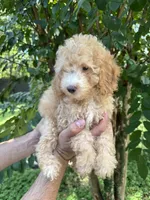 Poodle 5, a male Poodle - Toy  for sale in Orlando, FL – 2 of 6