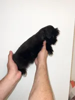 Miniature Schnauzer , a female Miniature Schnauzer for sale in Orlando, FL – 3 of 5