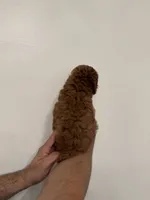 Red toy poodle 3, a female Poodle - Toy  for sale in Orlando, FL – 5 of 7