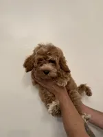 Cockapoo, a male Cockapoo for sale in Orlando, FL – 3 of 7