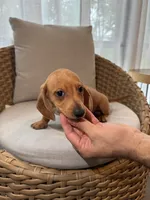 Miniature Dachshund , a male Miniature Dachshund for sale in Orlando, FL – 3 of 6