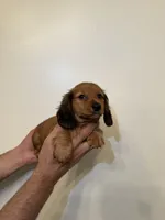 Dachshund , a female Miniature Dachshund for sale in Orlando, FL – 3 of 4