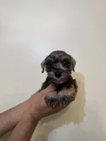 Miniature Schnauzer , a female Miniature Schnauzer for sale in Orlando, FL – 3 of 8