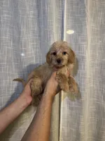 Cockapoo, a female Cockapoo for sale in Orlando, FL – 3 of 5
