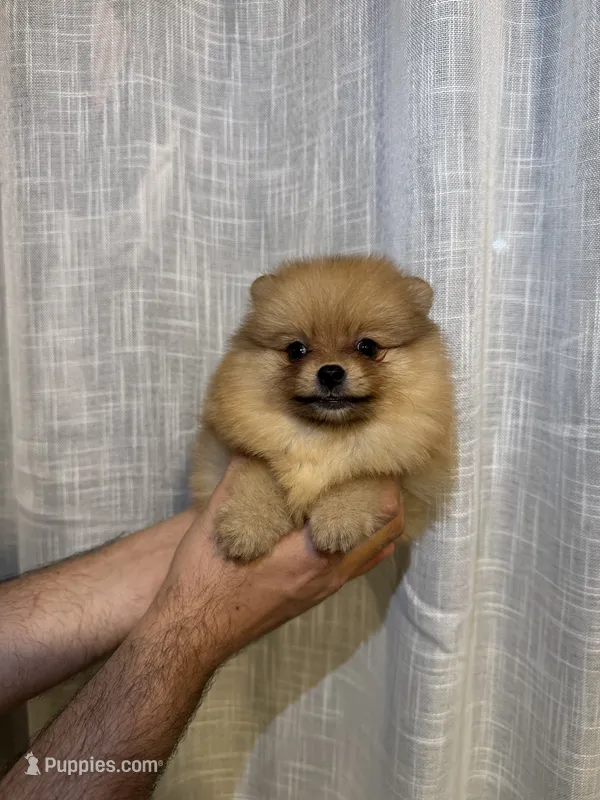 Teacup  – Pomeranian puppy for sale in Orlando, FL