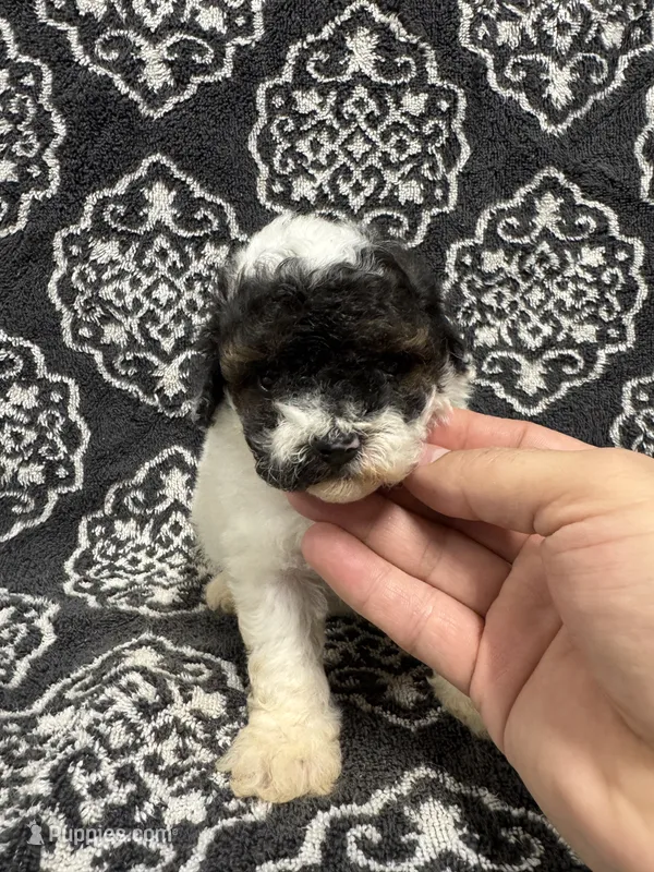 Toy Poodle  – Poodle - Toy  puppy for sale in Orlando, FL