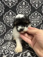 Toy Poodle , a female Poodle - Toy  for sale in Orlando, FL – 1 of 7