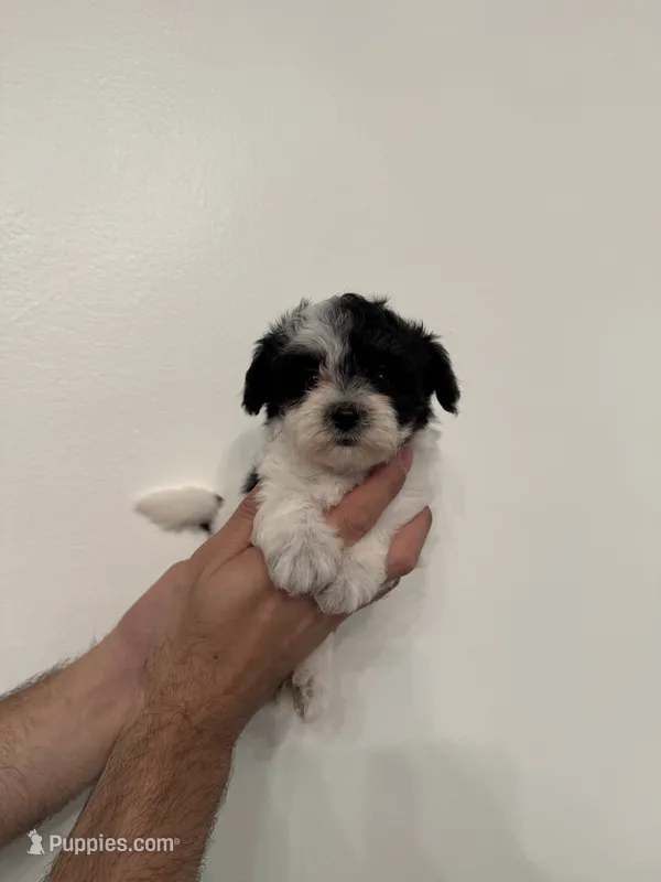 Maltipoo 1 – Maltipoo puppy for sale in Orlando, FL