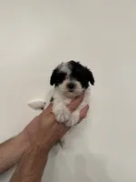 Maltipoo 1, a female Maltipoo for sale in Orlando, FL – 1 of 7