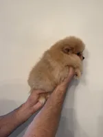Pomeranian , a female Pomeranian for sale in Orlando, FL – 5 of 9