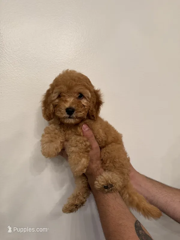 Cockapoo  – Cockapoo puppy for sale in Orlando, FL