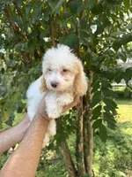 Poodle 3, a male Poodle - Miniature  for sale in Orlando, FL – 4 of 9