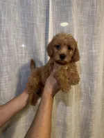 Cockapoo, a male Cockapoo for sale in Orlando, FL – 3 of 6