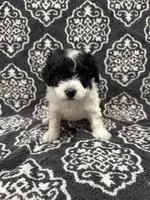 Toy Poodle, a female Poodle - Toy  for sale in Orlando, FL – 2 of 8
