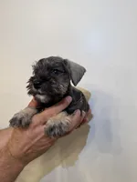 Miniature Schnauzer , a male Miniature Schnauzer for sale in Orlando, FL – 4 of 5