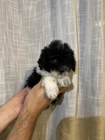 Toy Poodle , a male Poodle - Toy  for sale in Orlando, FL – 6 of 8
