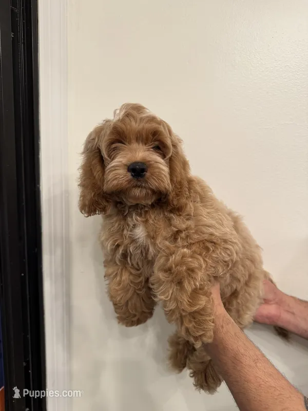 Cockapoo  – Cockapoo puppy for sale in Orlando, FL