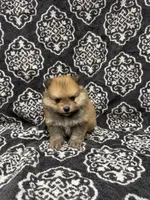 Teacup, a male Pomeranian for sale in Orlando, FL – 4 of 6