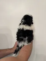 Shih Tzu , a male Shih Tzu for sale in Orlando, FL – 3 of 6