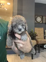 Poodle , a male Poodle - Toy  for sale in Orlando, FL – 3 of 10