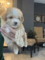 Meltipoo, a male Maltipoo for sale in Orlando, FL – 3 of 8