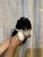 Toy Poodle , a male Poodle - Toy  for sale in Orlando, FL – 4 of 8