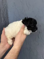 Toy Poodle , a female Poodle - Toy  for sale in Orlando, FL – Photo 3 of 4