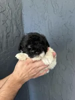 Toy Poodle , a female Poodle - Toy  for sale in Orlando, FL – Photo 2 of 4