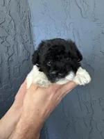 Toy Poodle , a female Poodle - Toy  for sale in Orlando, FL – Photo 1 of 4