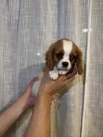Cavalier , a male Cavalier King Charles Spaniel for sale in Orlando, FL – 3 of 7