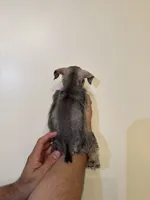 Miniature Schnauzer , a female Miniature Schnauzer for sale in Orlando, FL – 2 of 6