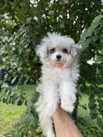Teacup , a male Aussiedoodle for sale in Orlando, FL – 3 of 6