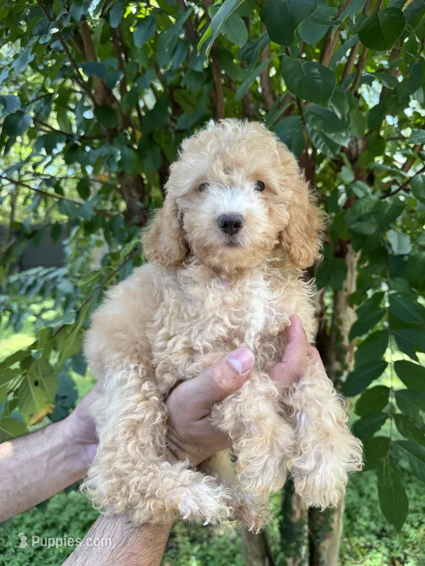 Poodle 5 – Poodle - Miniature  puppy for sale in Orlando, FL