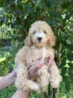 Poodle 5, a male Poodle - Toy  for sale in Orlando, FL – 1 of 6