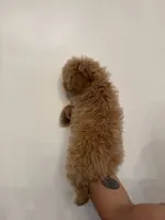 Cockapoo , a female Cockapoo for sale in Orlando, FL – 3 of 6