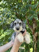 Schnauzer 5 , a female Miniature Schnauzer for sale in Orlando, FL – 1 of 8