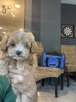 Maltipoo, a male Maltipoo for sale in Orlando, FL – 9 of 9
