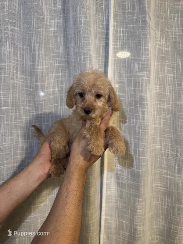 Cockapoo – Cockapoo puppy for sale in Orlando, FL